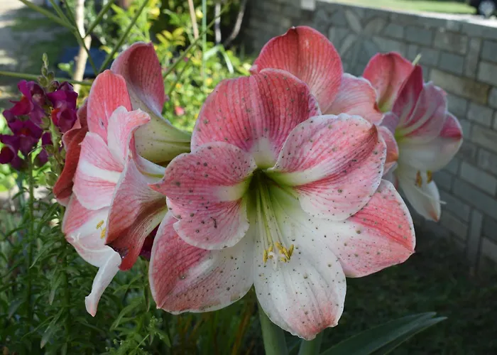 Fotini's 1 * 托罗尼