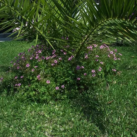 Διαμέρισμα Fotini's 1 Τορώνη