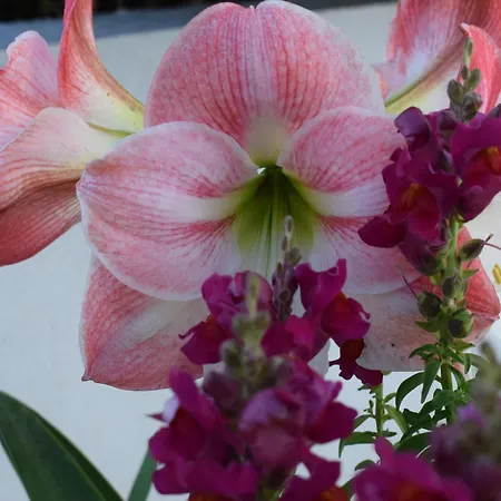 Fotini's 1 Διαμέρισμα *