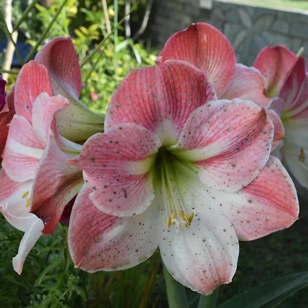 Fotini's 1 * توروني